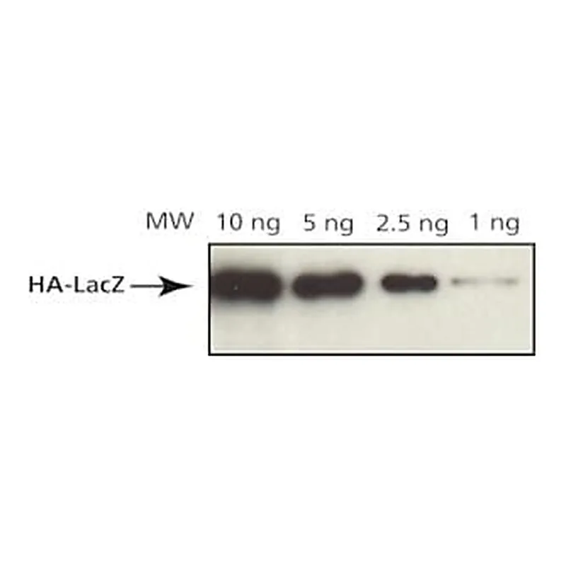 Merck ANTI-HA ANTIBODY, MOUSE MONOCLONAL, CLO&