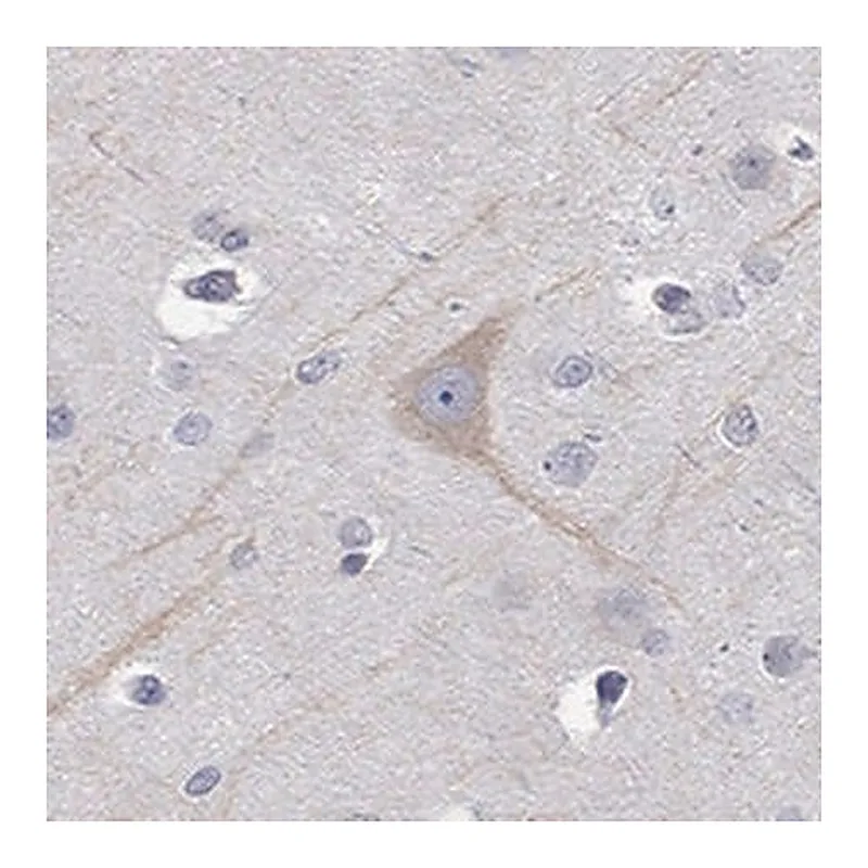 Merck Anti-PCDH11X antibody produced in rabbit