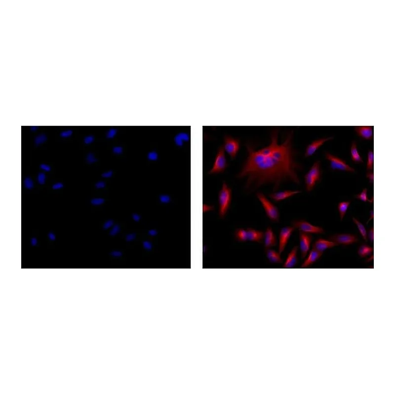 Thermo Fisher Scientific F(ab`)2-Goat anti-Mouse IgG (H+L) Secondary Antibody, eFluor 570, eBioscience