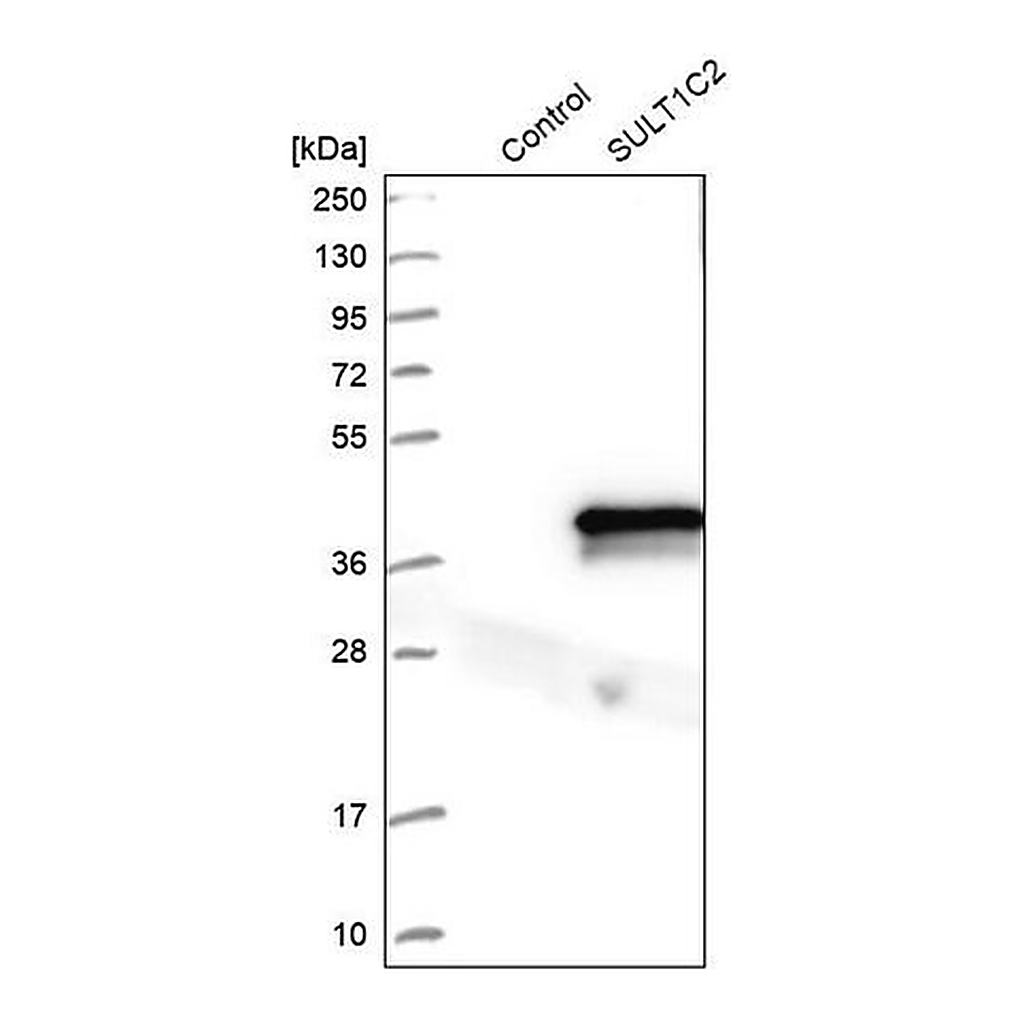 Merck Anti-SULT1C2 antibody produced in rabbit