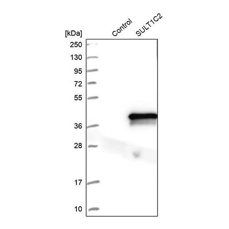 Merck Anti-SULT1C2 antibody produced in rabbit