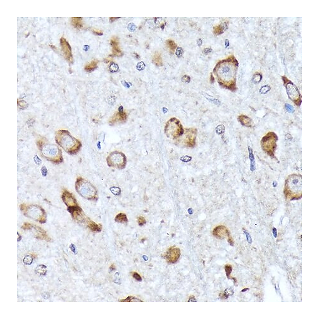 Merck Anti-BNIP1 antibody produced in rabbit