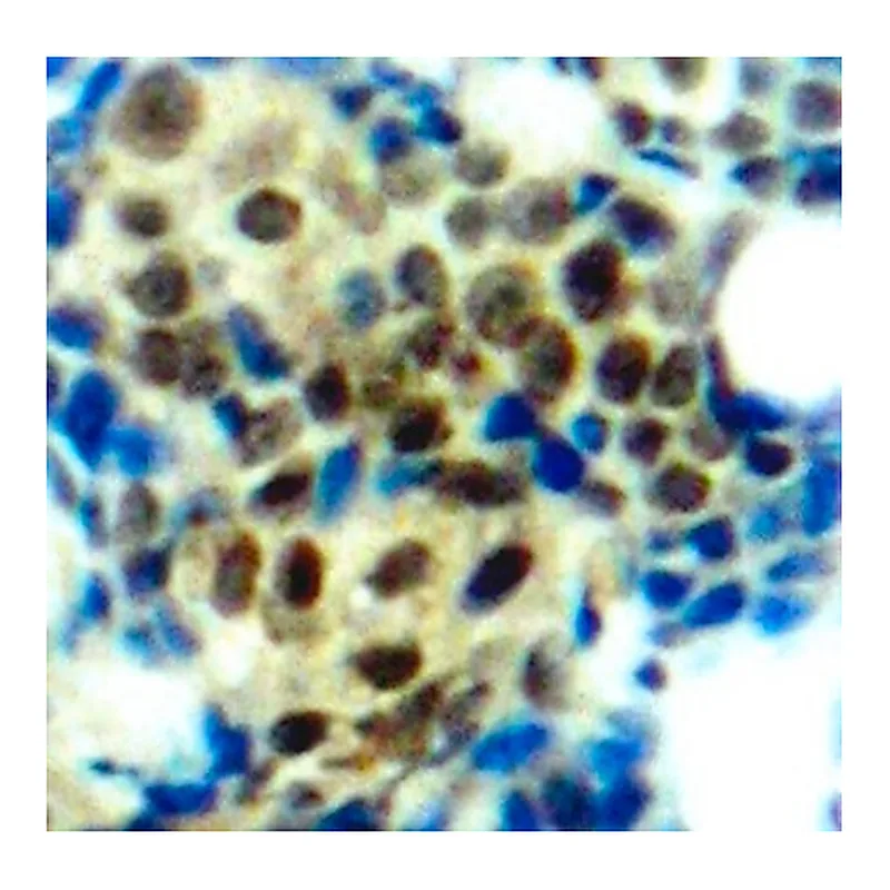 Merck Anti-Phospho-ERK1-T202 antibody produced in rabbit