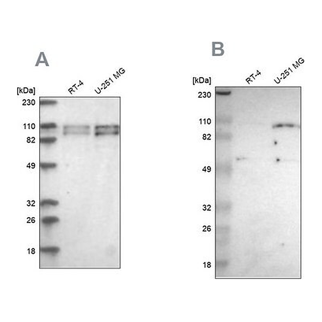 Merck Anti-STRN3 antibody produced in rabbit