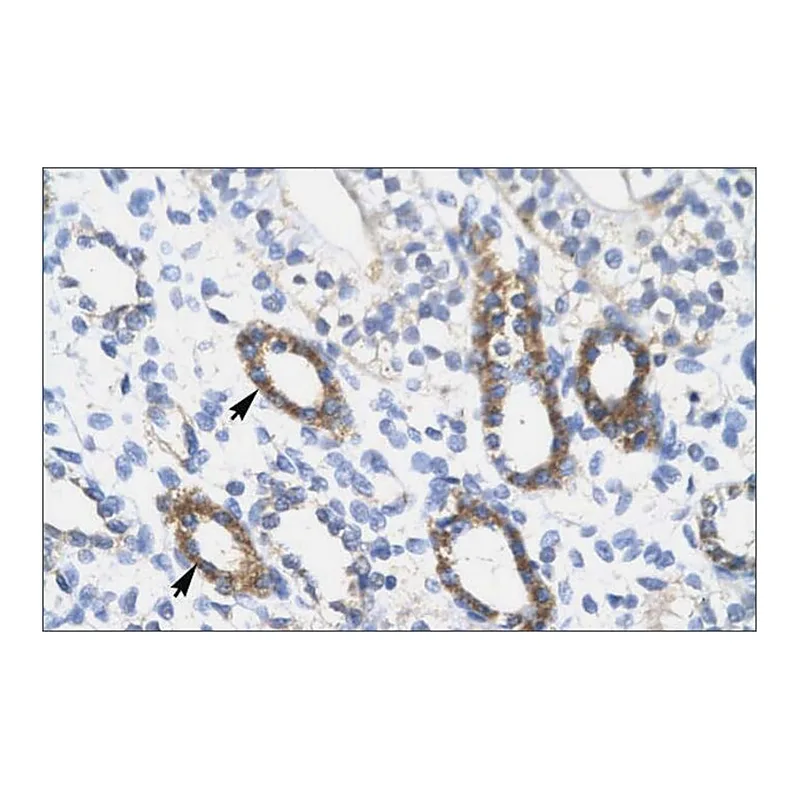 Merck Anti-SOX10 antibody produced in rabbit