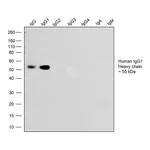 Thermo Fisher Scientific Goat anti-Human IgG1 (Heavy chain) Recombinant Secondary Antibody, HRP