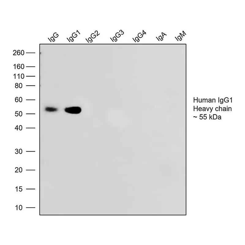Thermo Fisher Scientific Goat anti-Human IgG1 (Heavy chain) Recombinant Secondary Antibody, HRP
