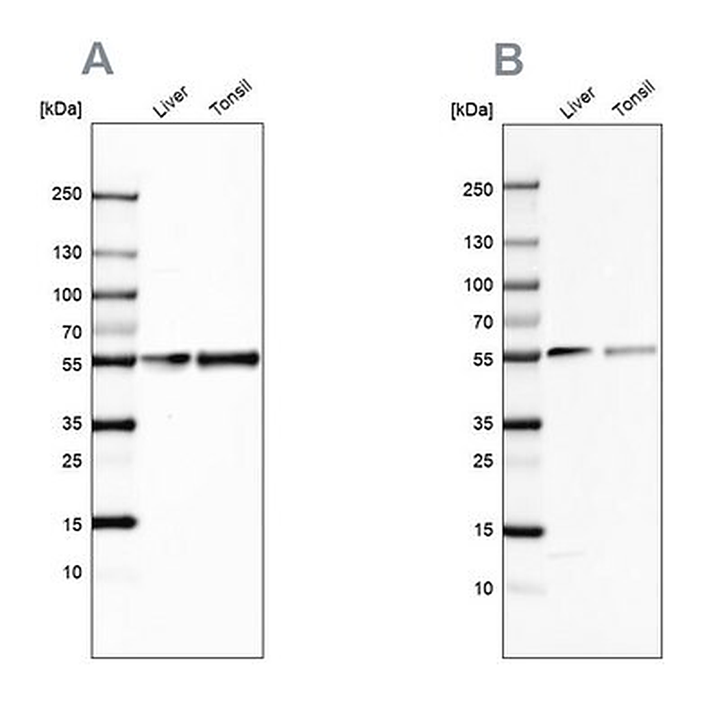 Merck Anti-GC antibody produced in rabbit