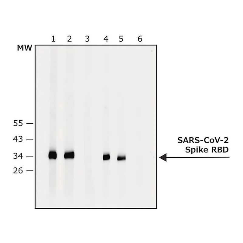 Merck Anti-SARS-CoV-2-Spike protein antibody produced in rabbit