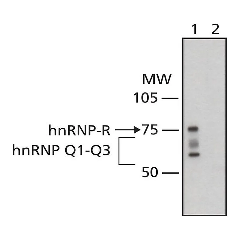 Merck Monoclonal Anti-hnRNP-Q antibody produced in mouse