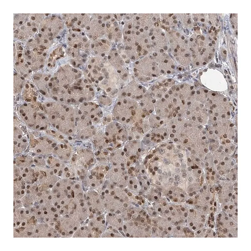 Merck Anti-PMM1 antibody produced in rabbit