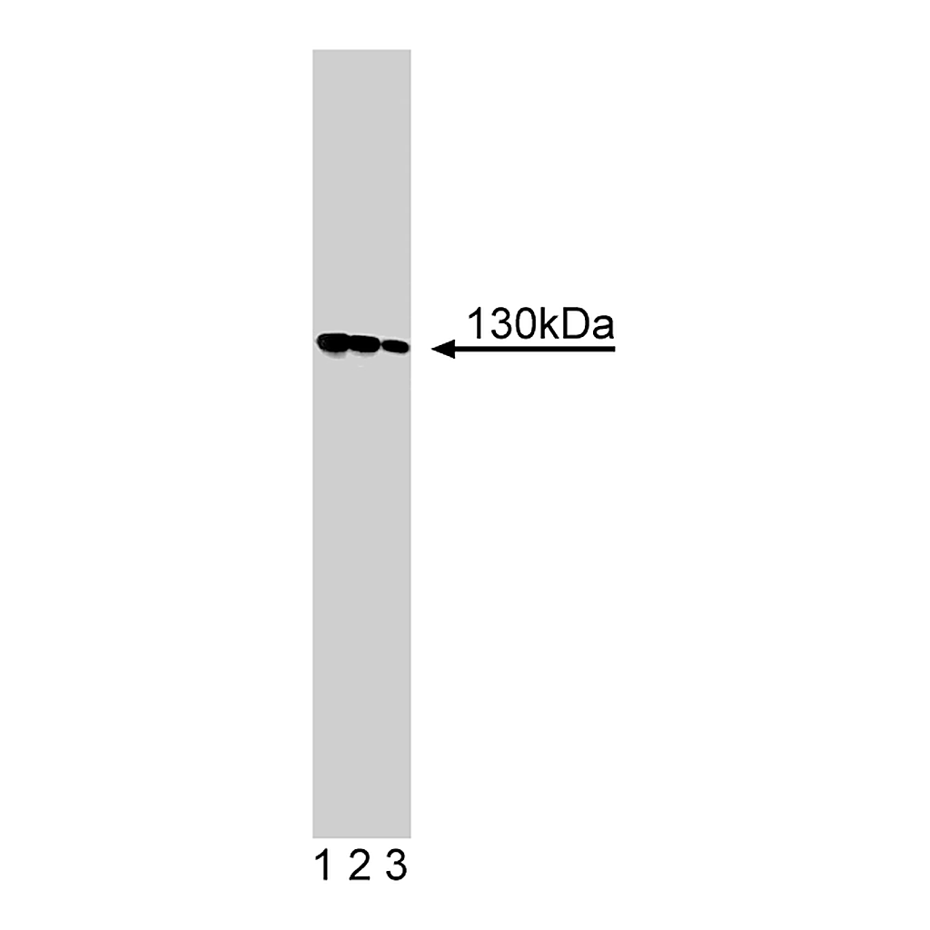 BD Purified Mouse Anti-Cadherin-5
