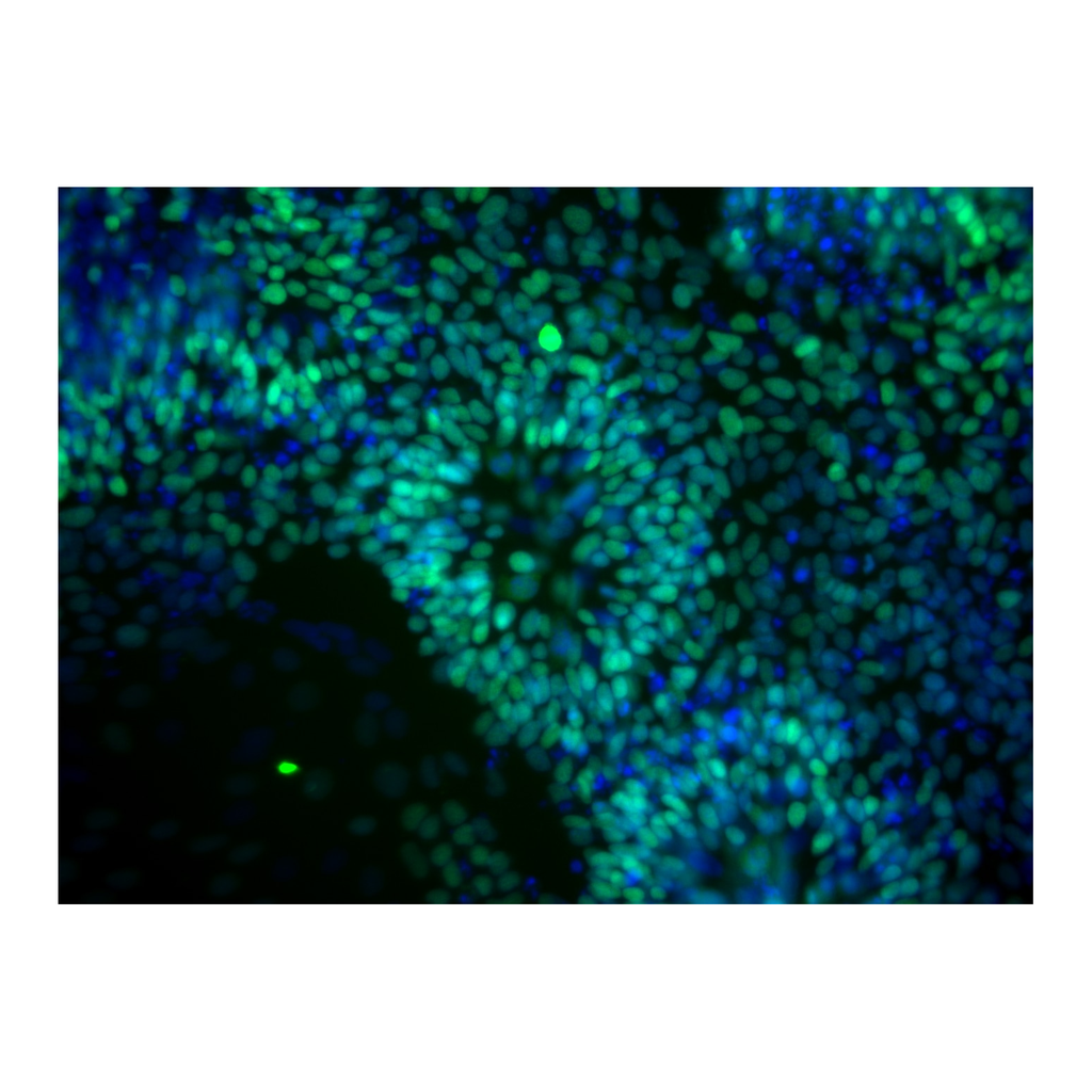BD Purified Mouse anti-Human Pax-6