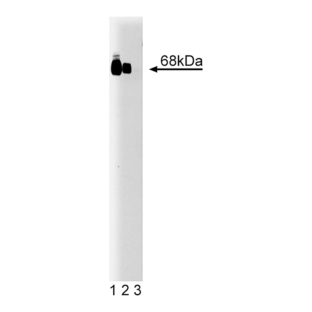 BD Purified Mouse Anti-A-Raf
