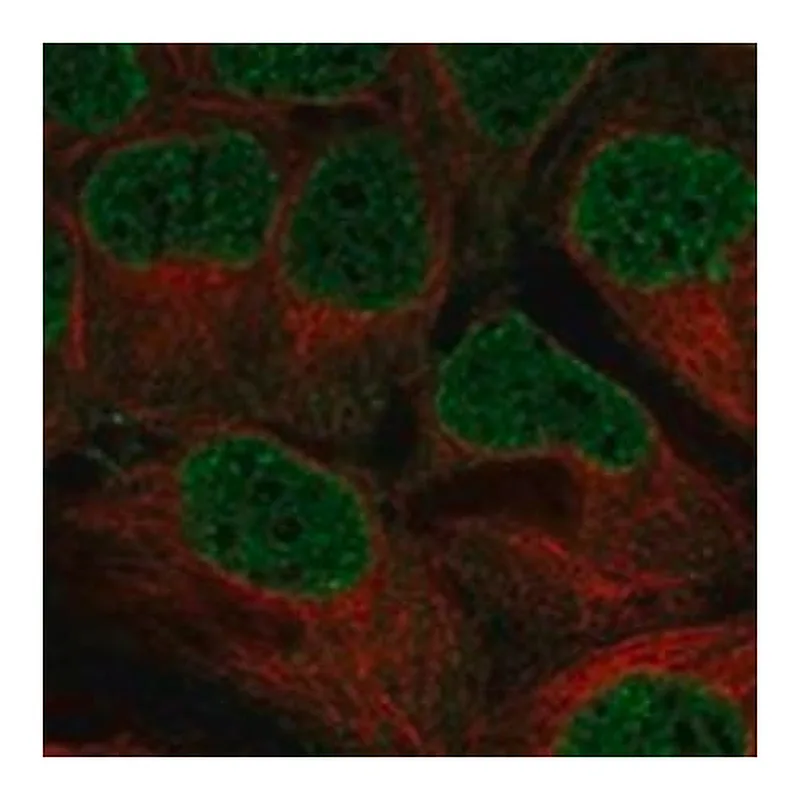 Merck Anti-WEE2 antibody produced in rabbit