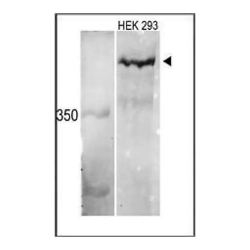 Merck Anti-MLL3 (C-term) antibody produced in rabbit