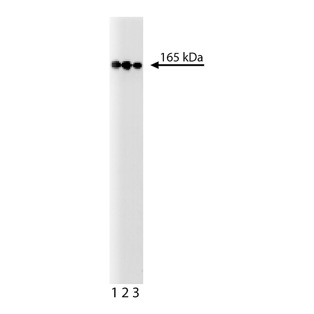 BD Purified Mouse Anti-Human PI3-Kinase C2β