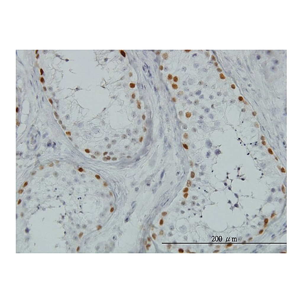 Merck Monoclonal Anti-SALL4 antibody produced in mouse