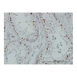 Merck Monoclonal Anti-SALL4 antibody produced in mouse