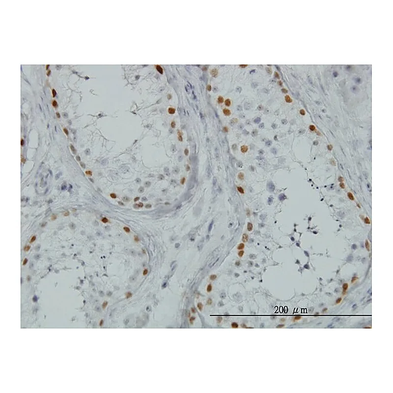 Merck Monoclonal Anti-SALL4 antibody produced in mouse