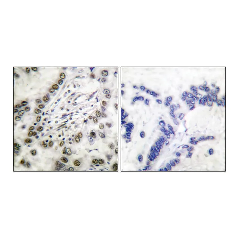 Merck Anti-CBP antibody produced in rabbit