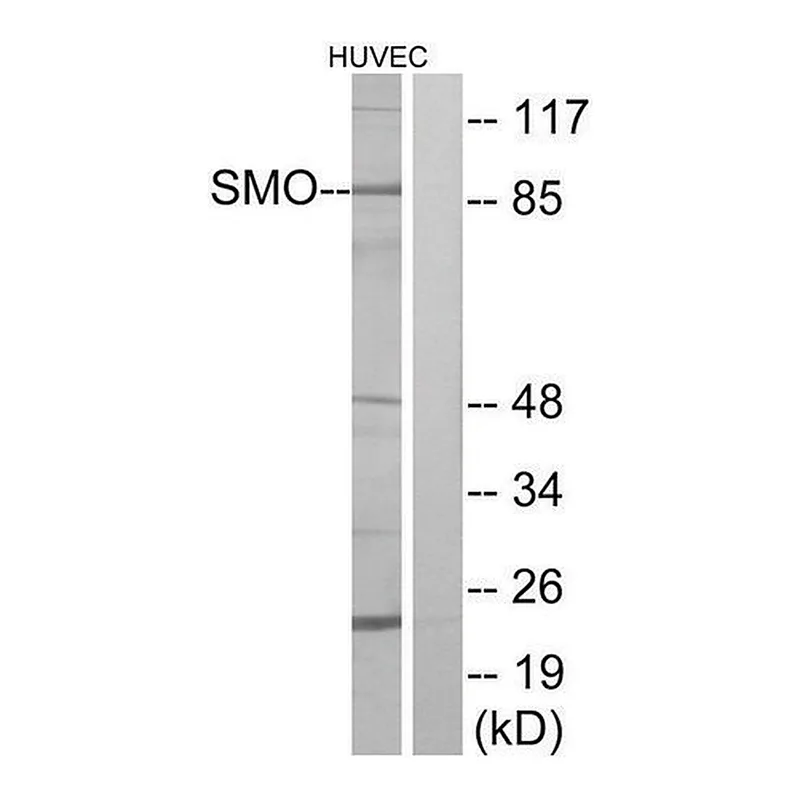 Merck Anti-SMO antibody produced in rabbit