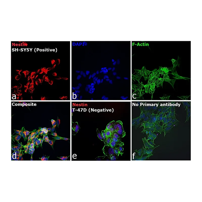 Thermo Fisher Scientific Goat anti-Mouse IgG1 Cross-Adsorbed Secondary Antibody, Alexa Fluor 594