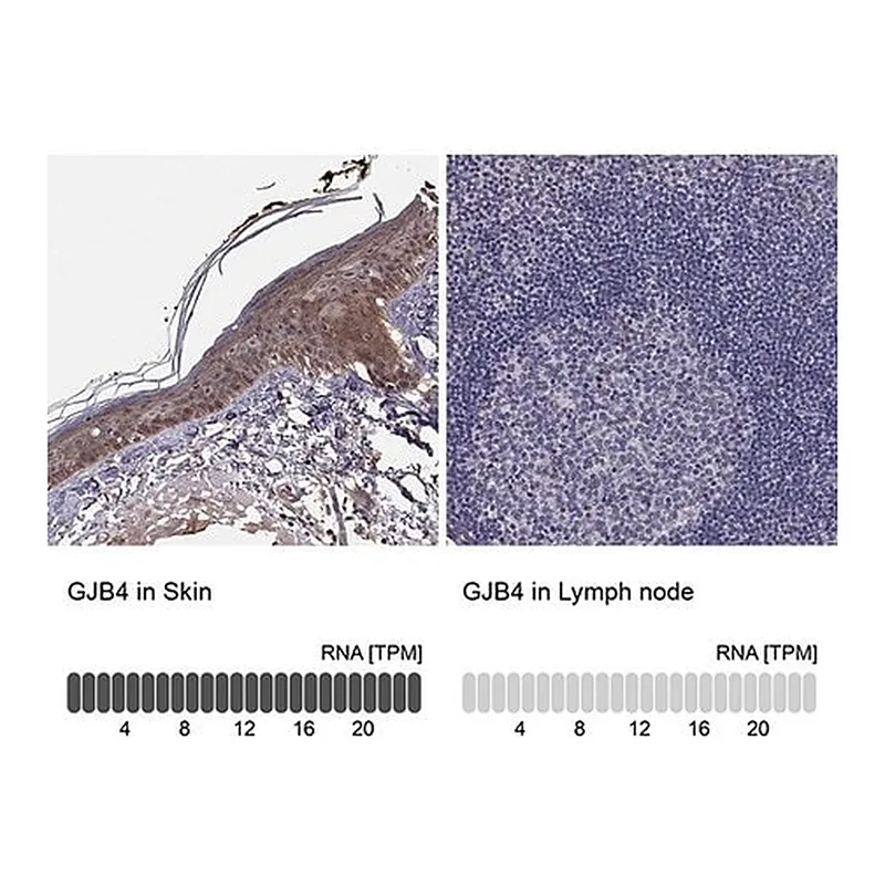 Merck Anti-GJB4 antibody produced in rabbit