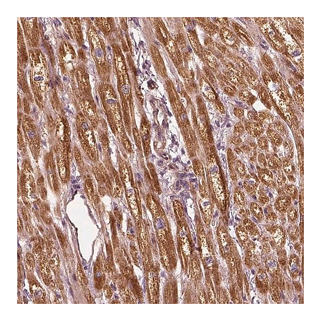 Merck Anti-PTGES2 antibody produced in rabbit