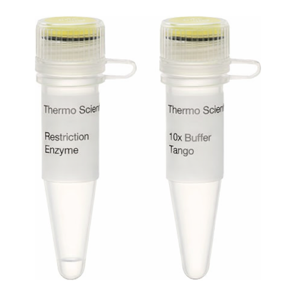 Thermo Fisher Scientific Bsp119I (BstBI) (10 U/&mu;L)