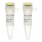 Thermo Fisher Scientific Bsp119I (BstBI) (10 U/μL)