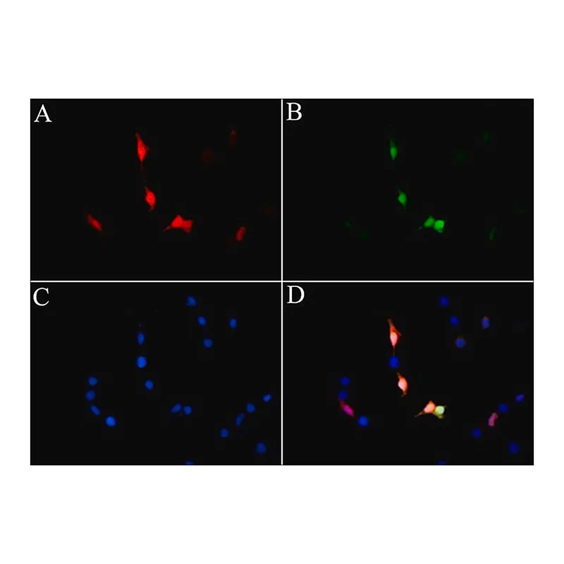 Merck Anti-LbCas12a (Cpf1) antibody, Mouse monoclonal
