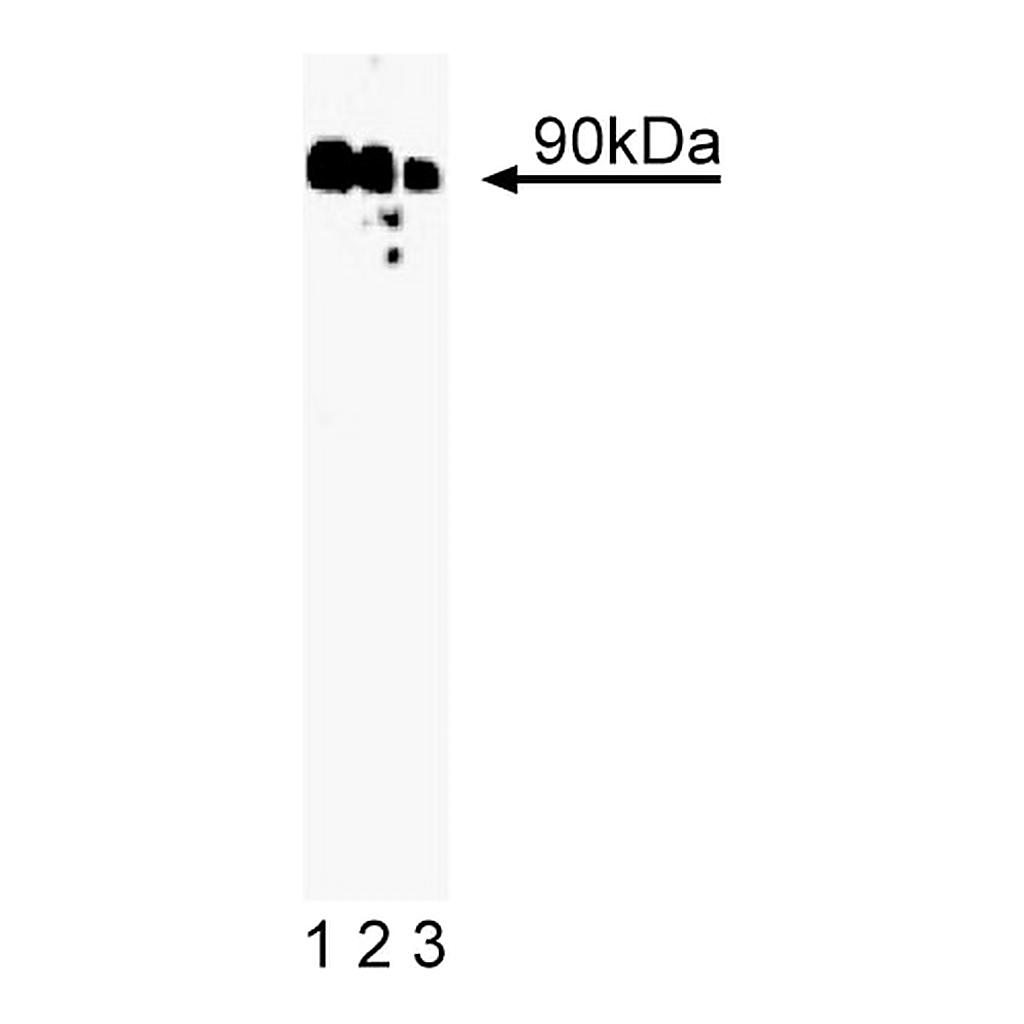 BD Purified Mouse Anti-Rsk