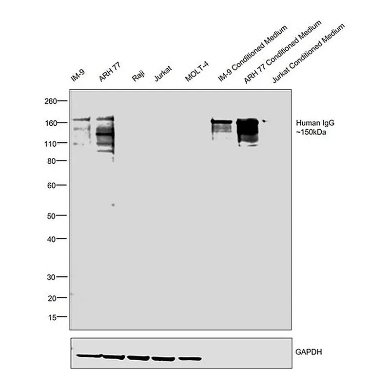 Thermo Fisher Scientific Goat anti-Human IgG Fc Cross-Adsorbed Secondary Antibody