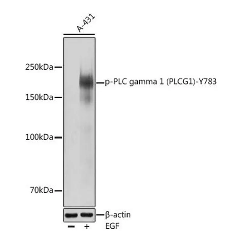 Merck Anti-Phospho-PLC gamma 1 (PLCG1)-Y783 antibody produced in rabbit