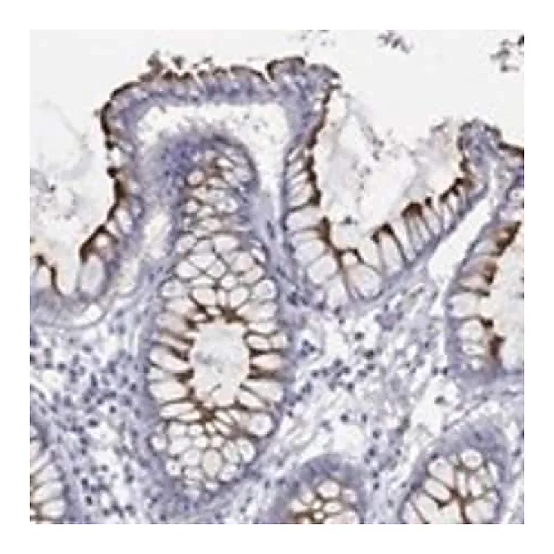 Merck Anti-KCNA1 antibody produced in rabbit