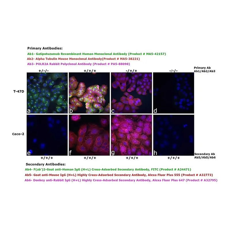 Thermo Fisher Scientific F(ab`)2-Goat anti-Human IgG (H+L) Cross-Adsorbed Secondary Antibody, FITC