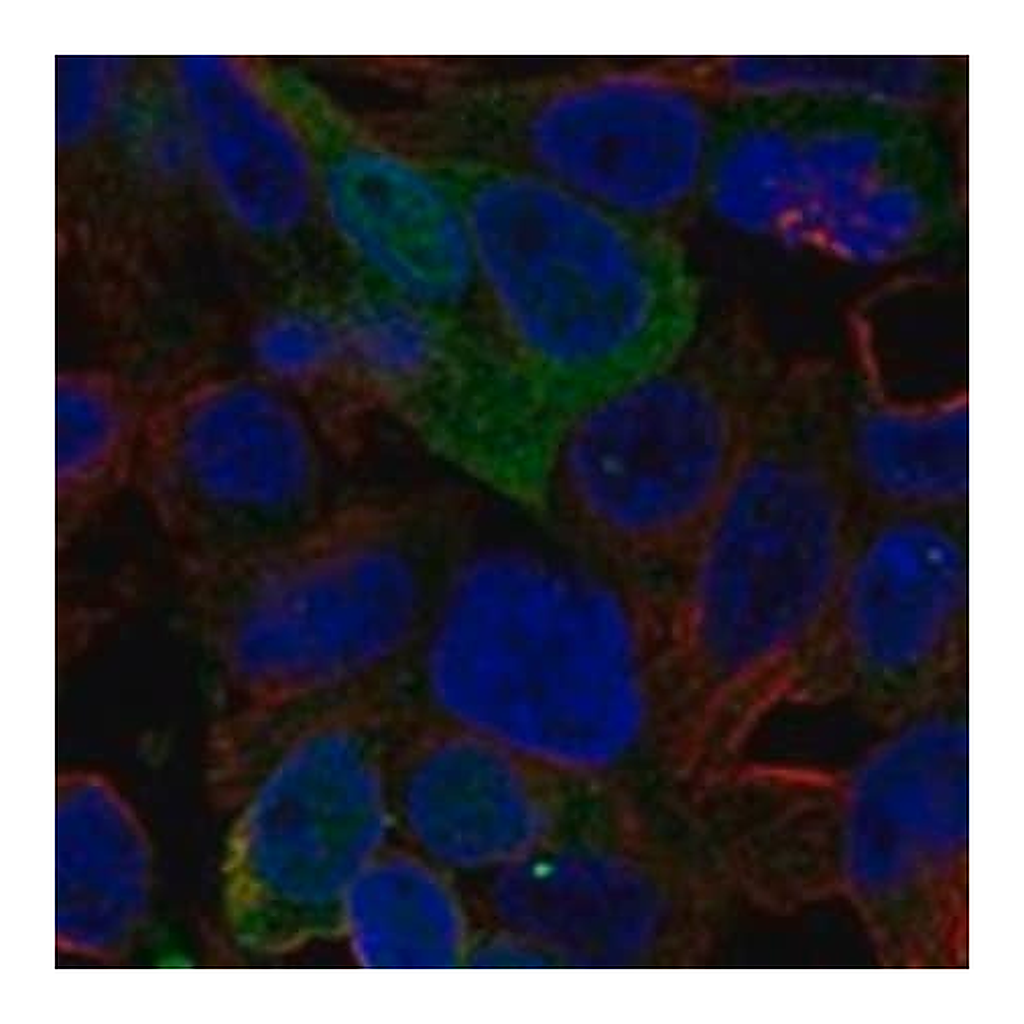 Merck Anti-AMDHD1 antibody produced in rabbit