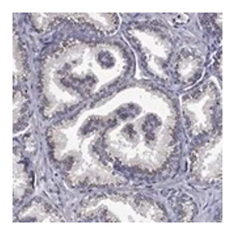 Merck Anti-FRG1 antibody produced in rabbit