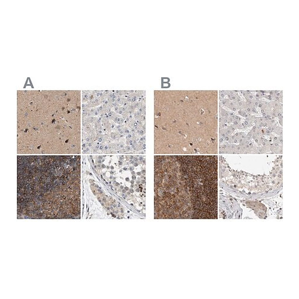 Merck Anti-DBNL antibody produced in rabbit