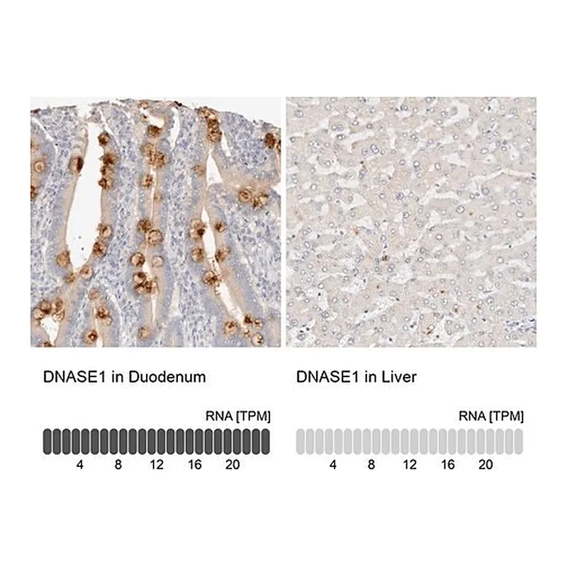 Merck Anti-DNASE1 antibody produced in rabbit