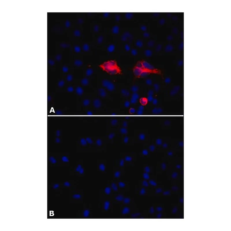 Merck Anti-PLAUR/uPAR antibody, Mouse monoclonal
