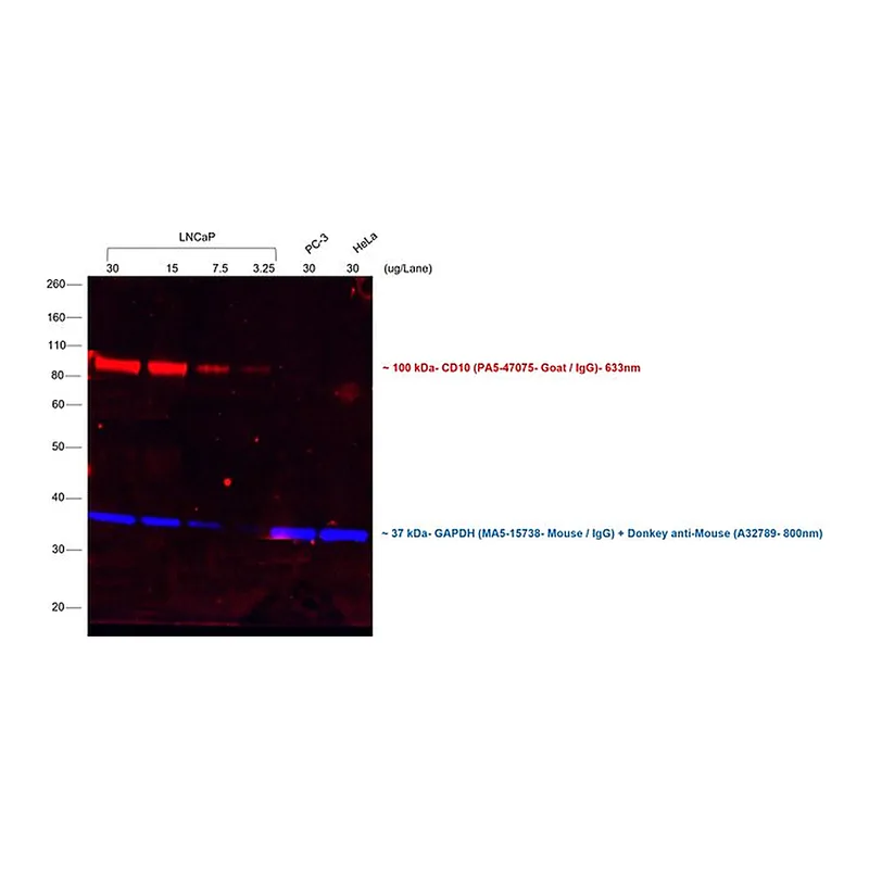 Thermo Fisher Scientific Donkey anti-Goat IgG (H+L) Cross-Adsorbed Secondary Antibody, Alexa Fluor 633