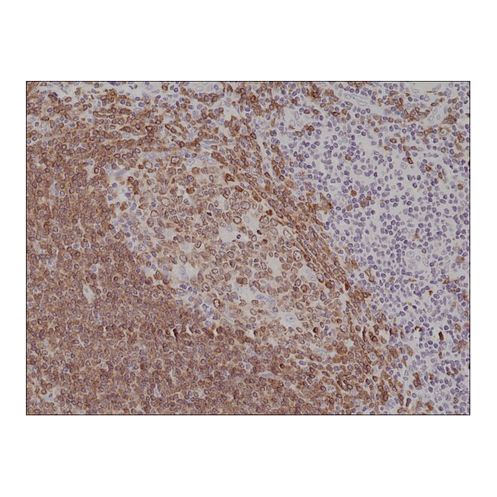 Merck Anti-CD79a (C-term) antibody, Rabbit Monoclonal