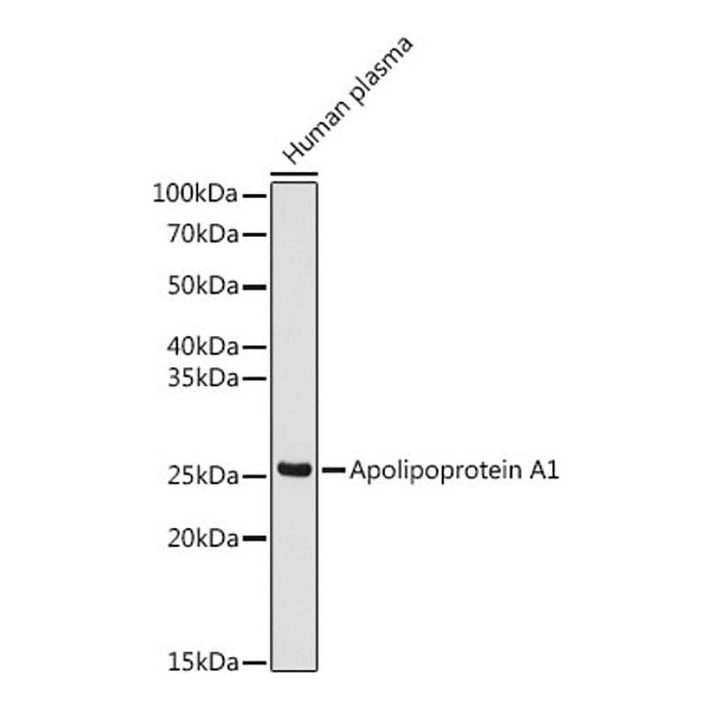 Merck Anti-Apolipoprotein A1 Antibody, clone 5D5X9, Rabbit Monoclonal
