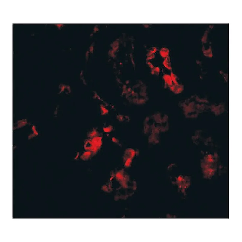 Merck Anti-BANF1 (ab1) antibody produced in rabbit