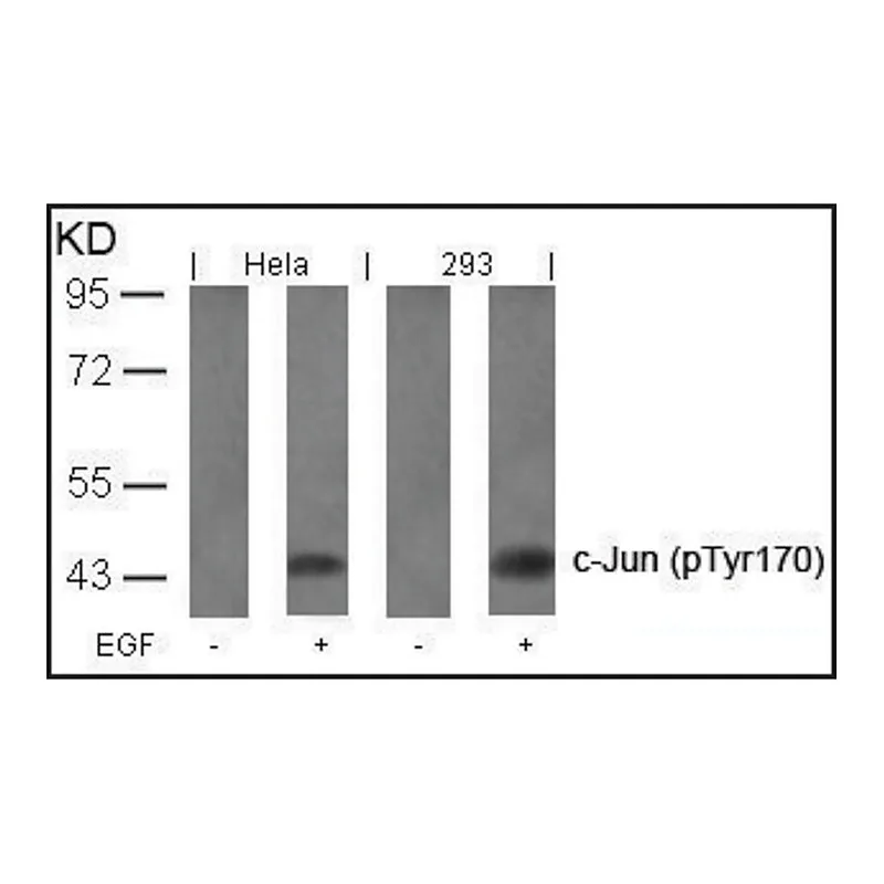 Merck Anti-phospho-JUN (pTyr170) antibody produced in rabbit