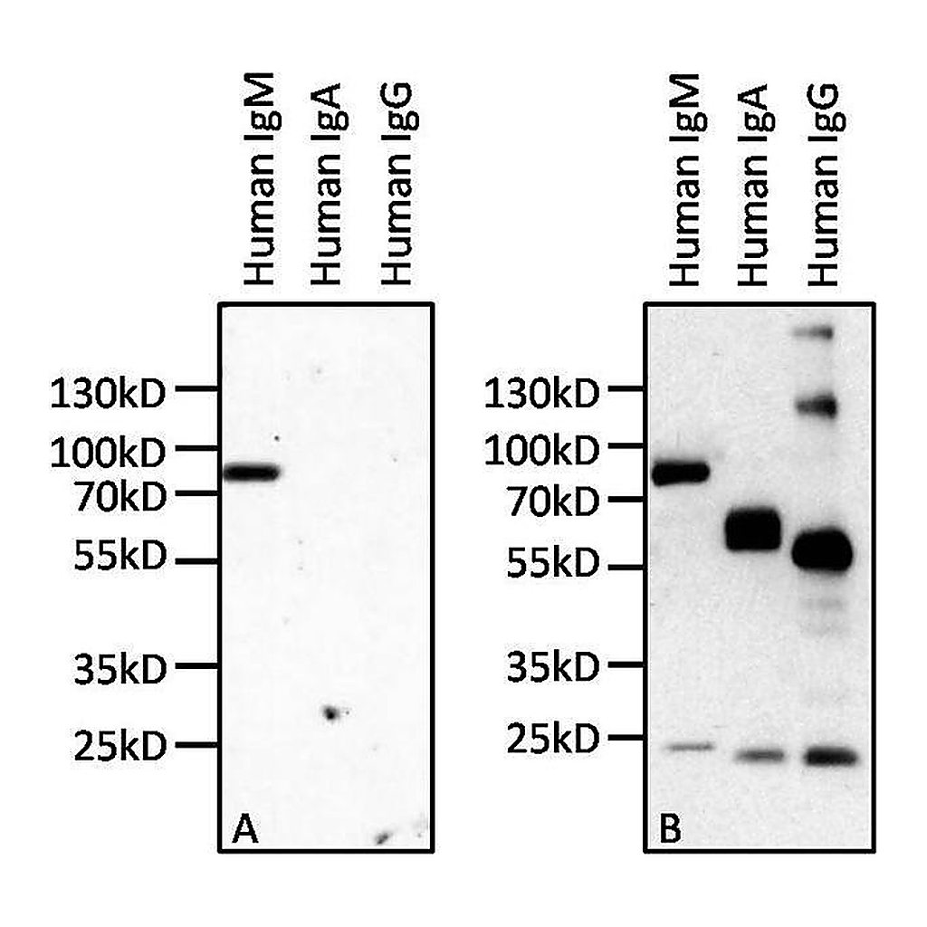 Thermo Fisher Scientific Mouse anti-Human IgM Secondary Antibody