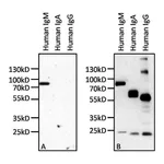 Thermo Fisher Scientific Mouse anti-Human IgM Secondary Antibody