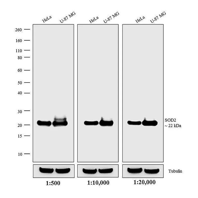 Thermo Fisher Scientific Donkey anti-Mouse IgG (H+L) Secondary Antibody, HRP